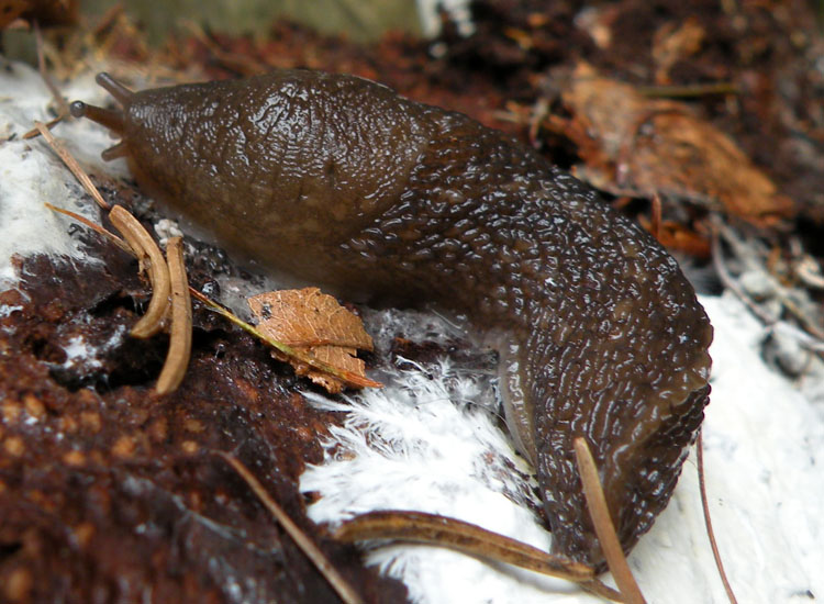 Limax montanus da Trentino occidentale - Dolomiti del Brenta